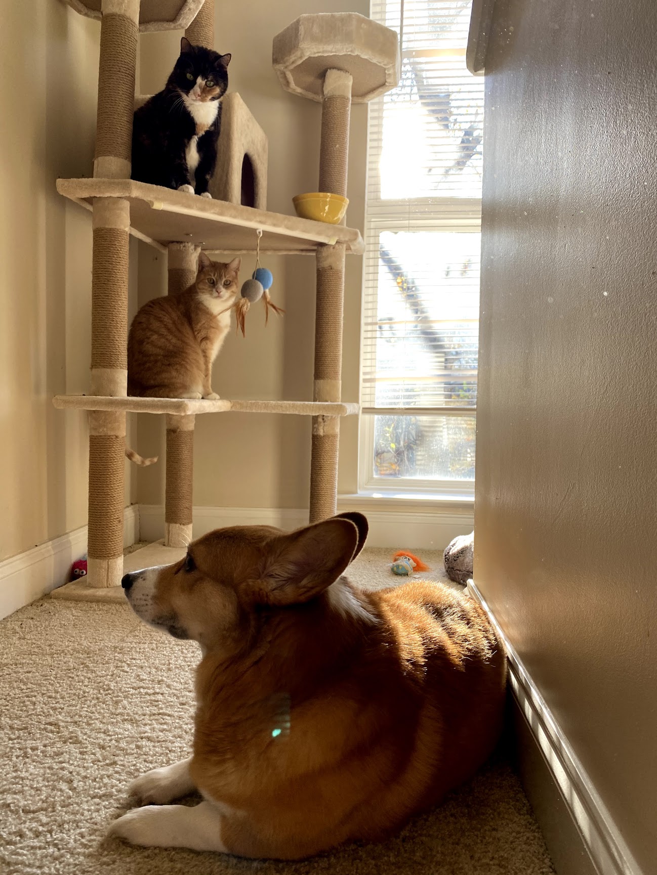 All 3 of our animals. A corgi and two cats.