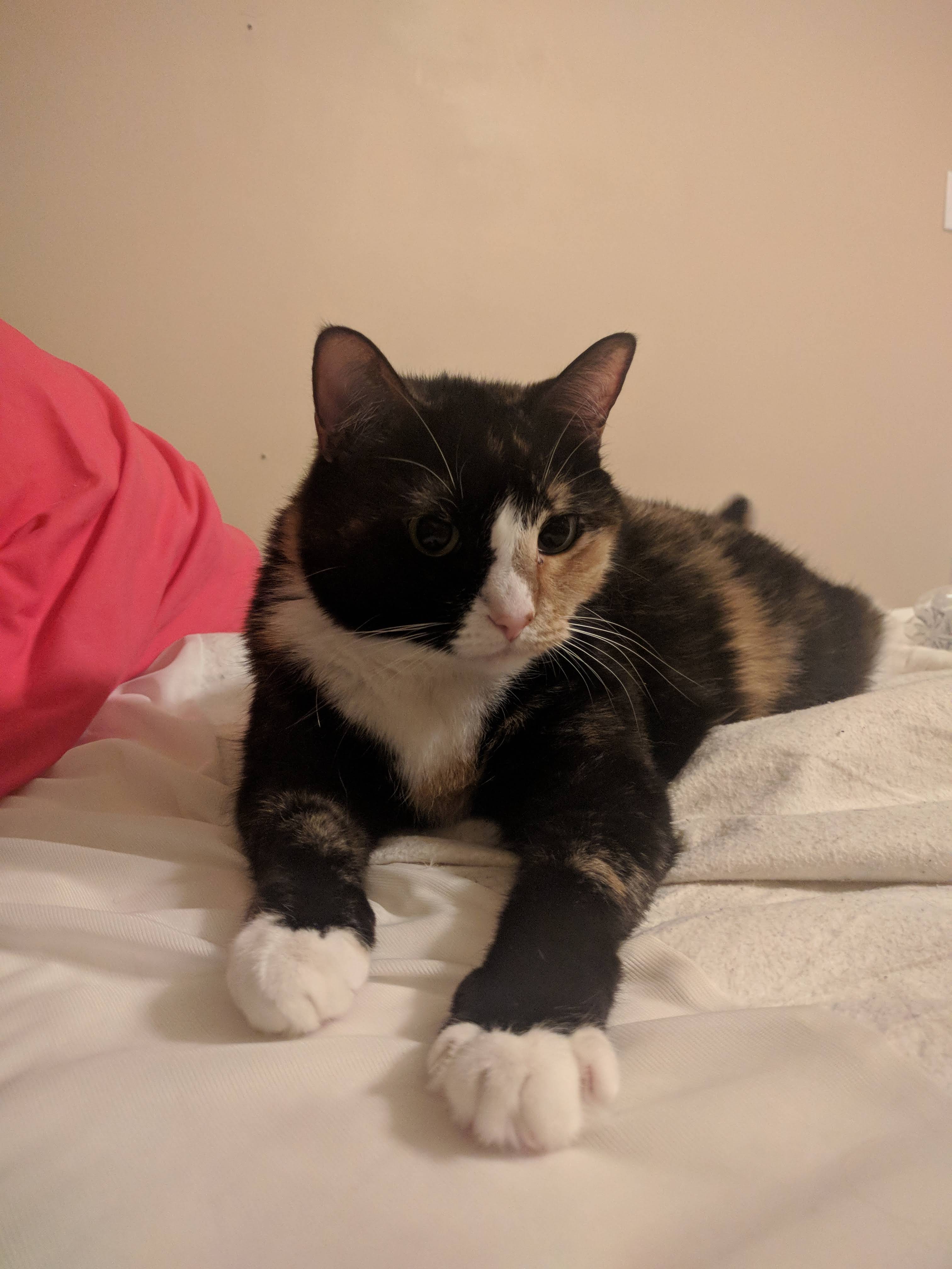 Belle, calico colored and tortoise-shell cat.