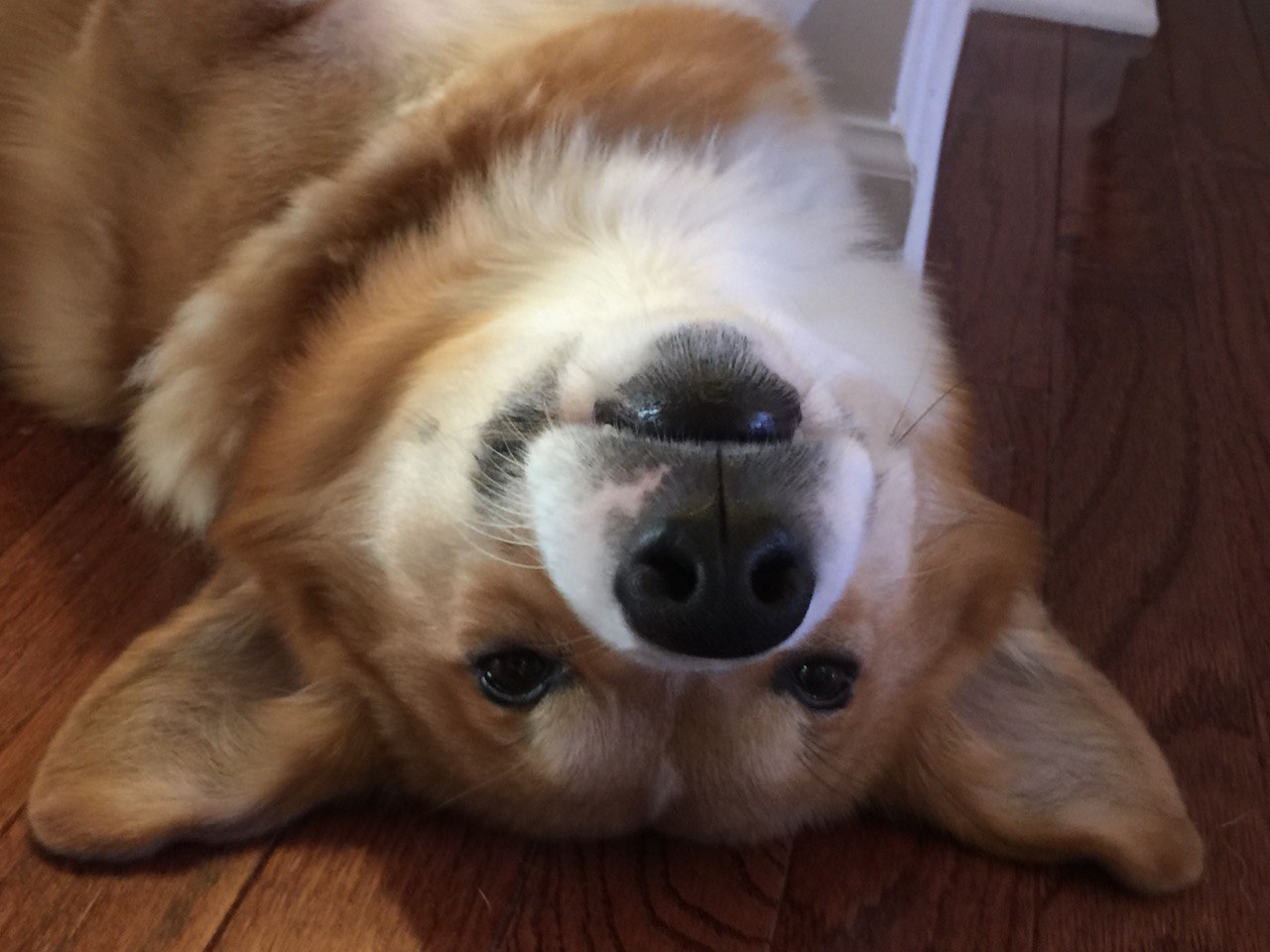 Bob Barker, our corgi, laying upside down.