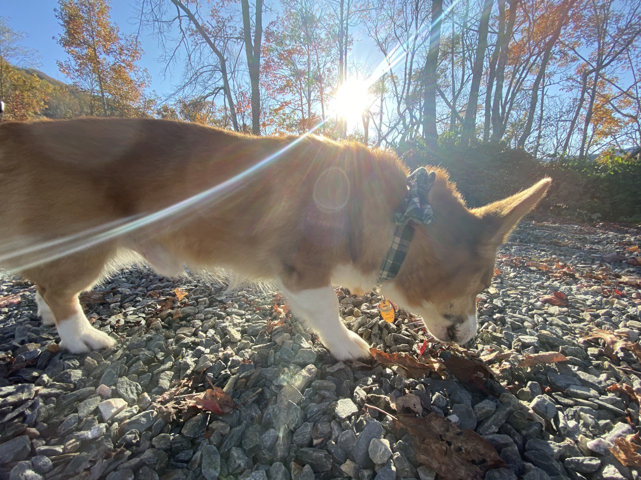 Bobby, our corgi, running around in the sunlight.