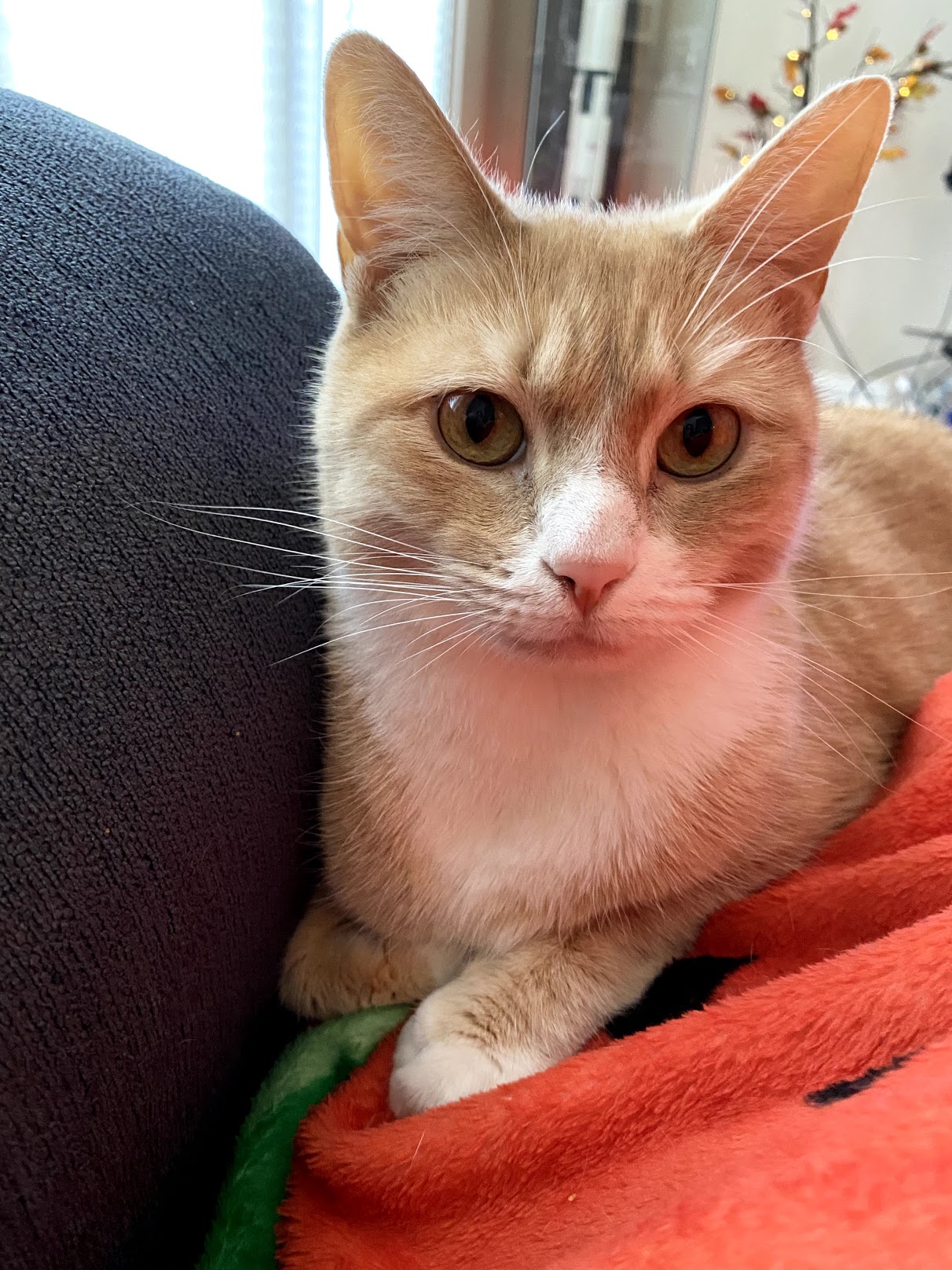 Penny, the orange cat of the two cats.