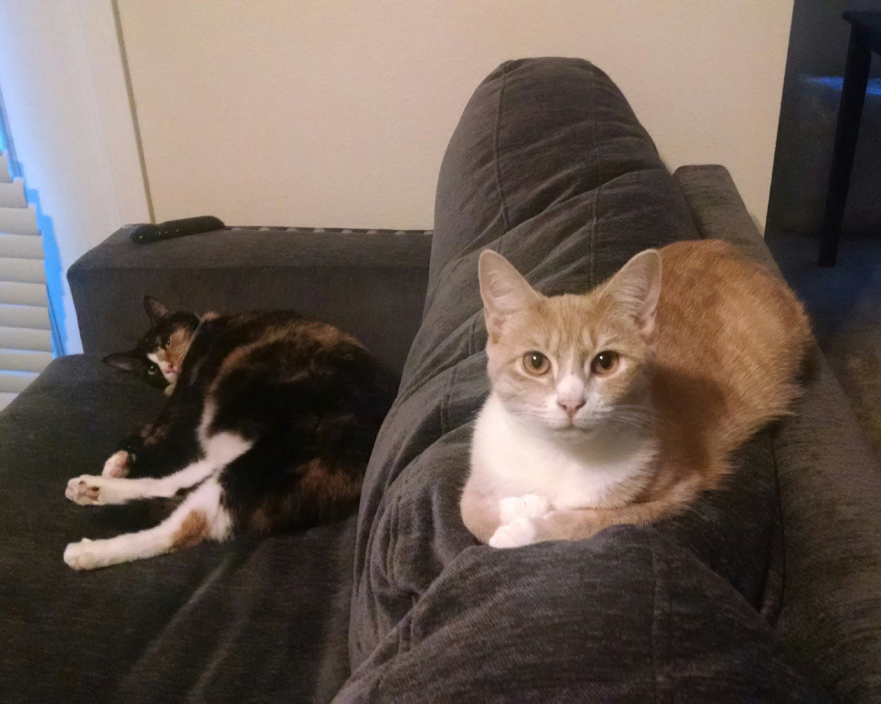 Our two cats, Belle and Penny.